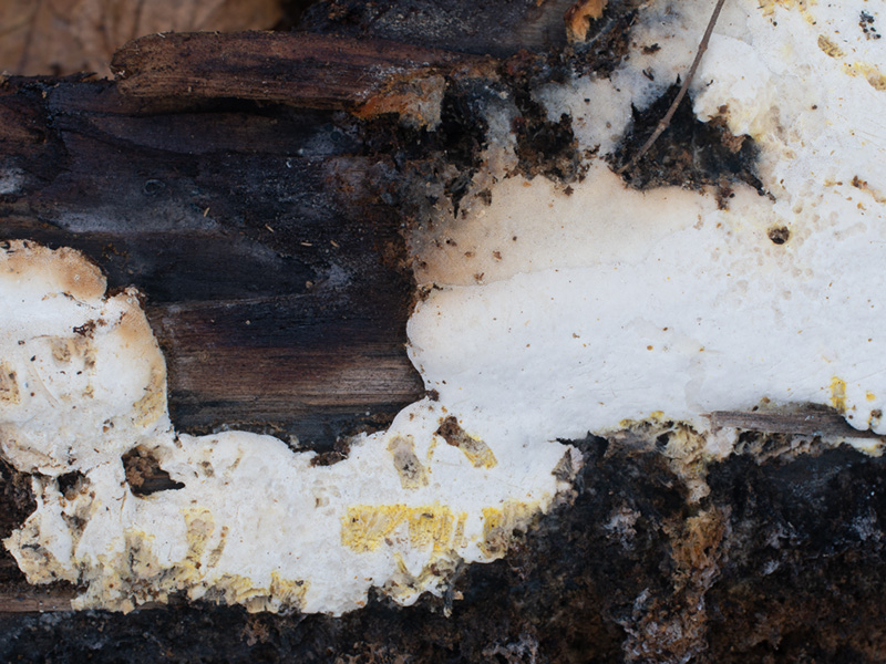 Perenniporia narymica